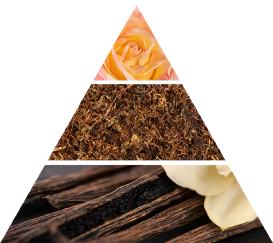 rosa tabacco piramide